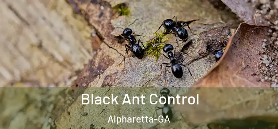 Black Ant Control Alpharetta-GA