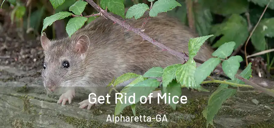 Get Rid of Mice Alpharetta-GA