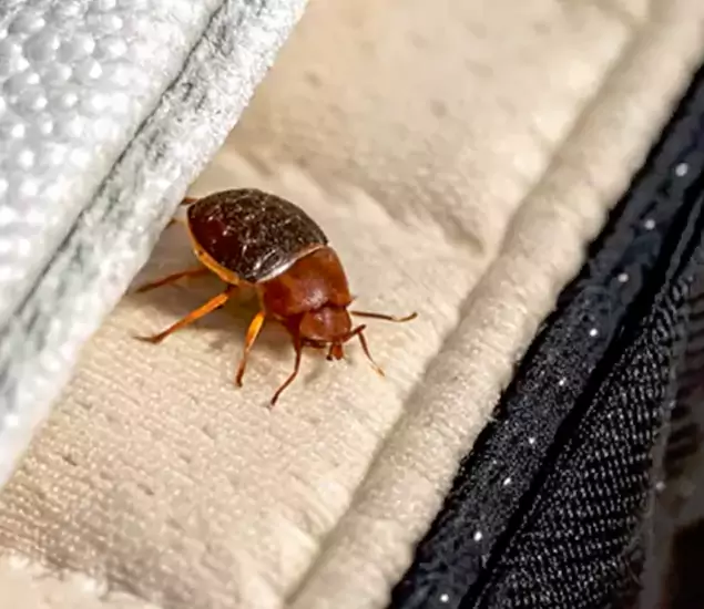 Trusted Bed Bug Prevention Specialists in Alpharetta, GA
