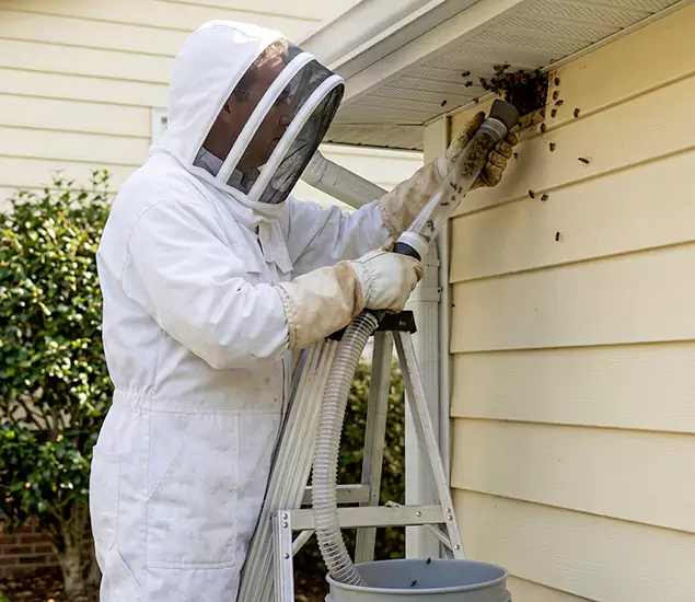 Your Affordable Bee Removal Company in Alpharetta, GA