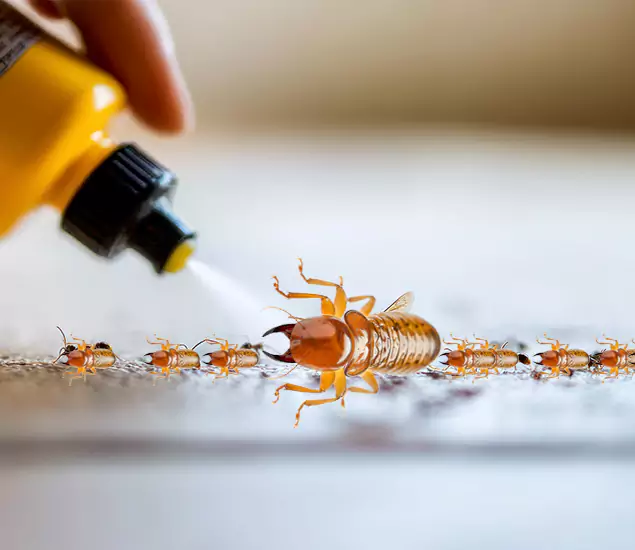 Reliable Bora Care Termite Experts in Alpharetta, GA
