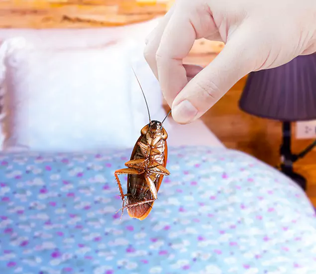 Expert Roach Control Services: Your Cockroach Pest Control in Alpharetta, GA