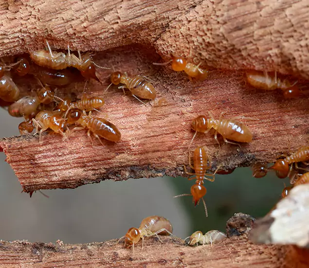 About Our Drywood Termite Treatment Experts in Alpharetta, GA