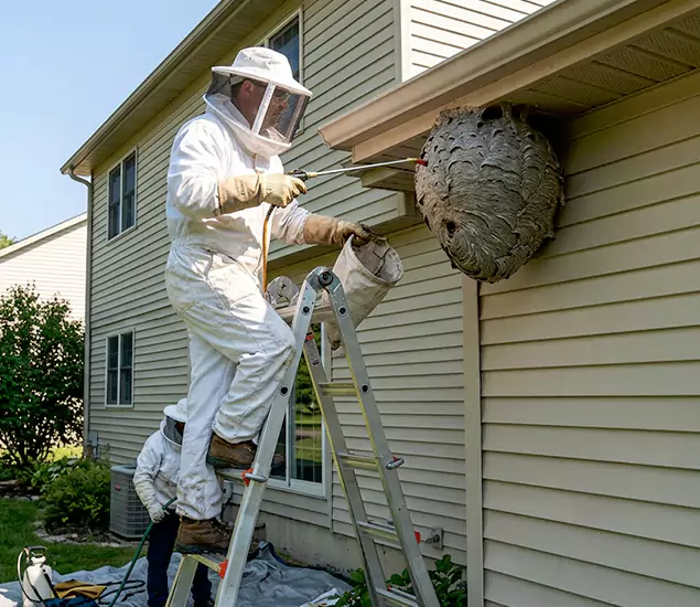 Expert Wasp Nest Removal: Your Local Wasp Nest Removal Company in Alpharetta, GA