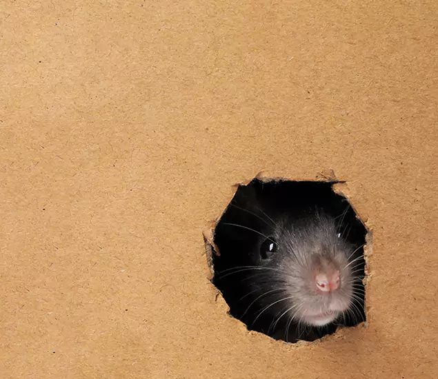 Rats in Attic Removal Experts in Alpharetta, GA