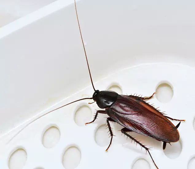 Trusted Cockroach Exterminator: Your Roach Control Services in Alpharetta, GA