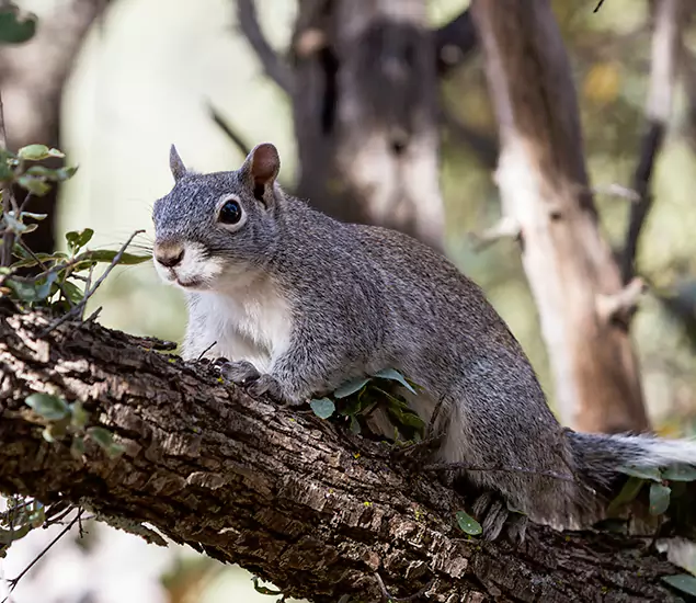 Your Trusted Squirrel Removal Company in Alpharetta, GA