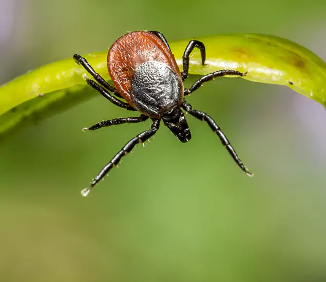 Your Trusted Tick Pest Control in Alpharetta, GA