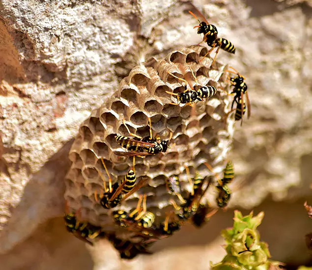 Your Best Wasp Removal Company in Alpharetta, GA