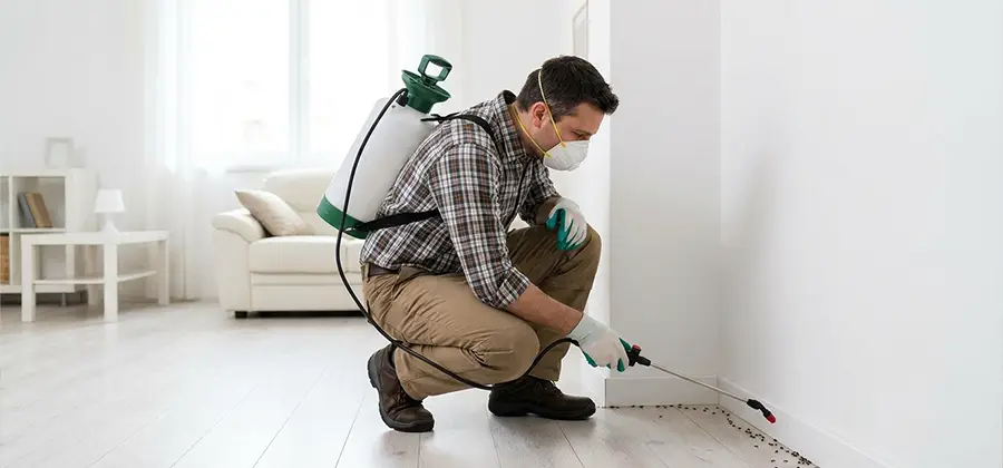Seasonal Ant Infestation Control in Alpharetta
