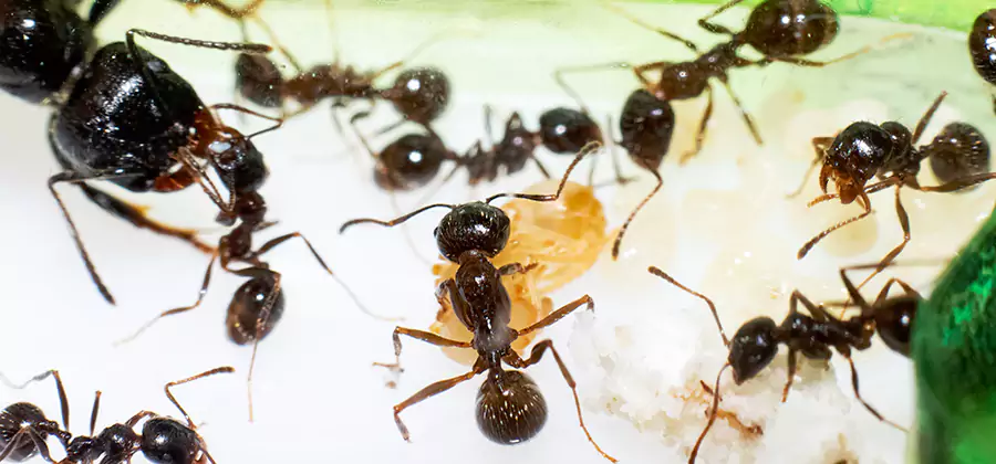 Argentine Ant Barrier Treatment in Alpharetta