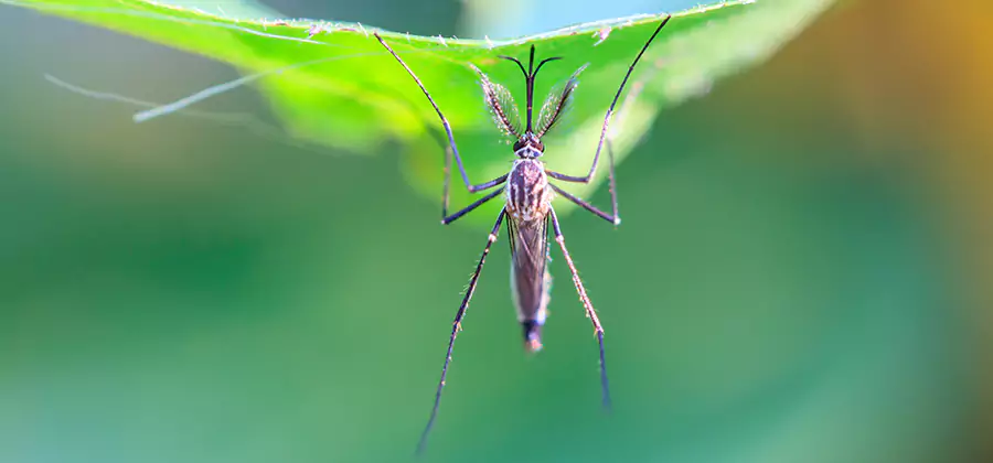 Natural Mosquito Spray for Yard in Alpharetta
