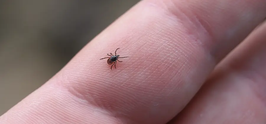 Infection Prevention for Bed Bug Bites in Alpharetta