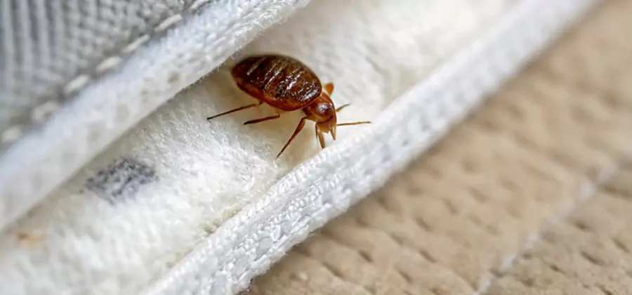 Tenting Bed Bug Fumigation in Alpharetta