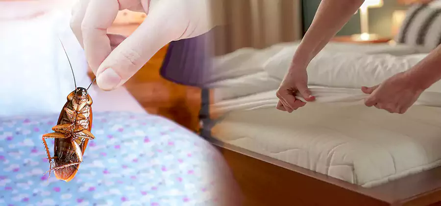 Bed Bug Home Extermination Service in Alpharetta