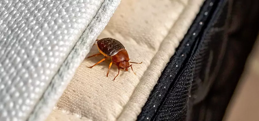 Commercial Bed Bug Control in Alpharetta