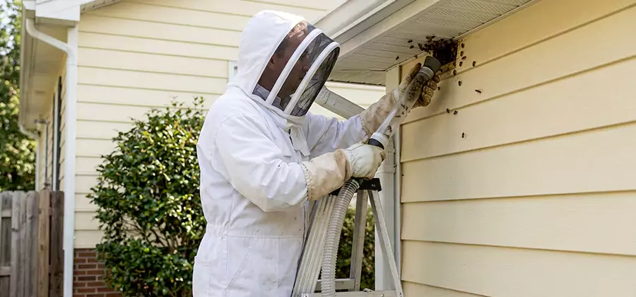 Ground Bee Removal in Alpharetta