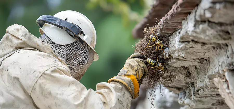 Bee and Wasp Hornet Removal in Alpharetta