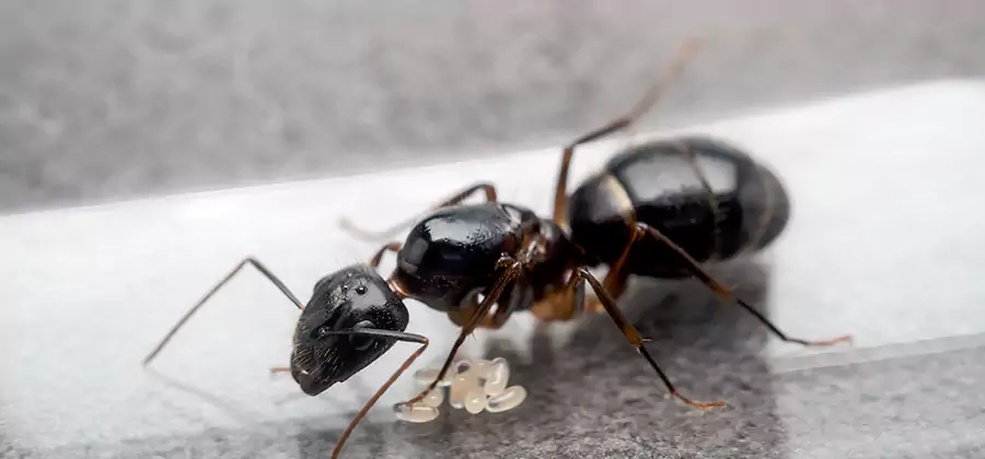 Black Ants in Kitchen Elimination in Alpharetta