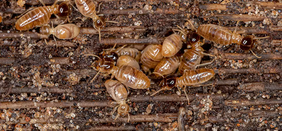 Bora Care Residential Termite Control in Alpharetta