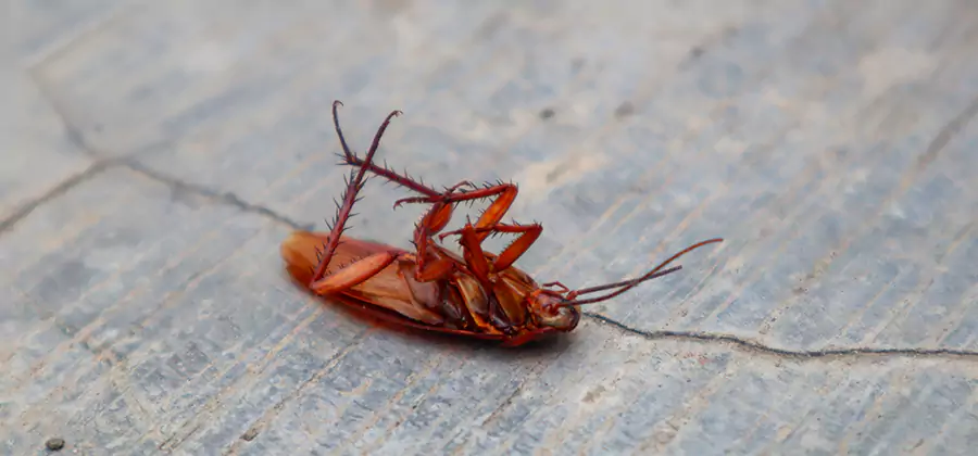 Cockroach Eradication for Commercial Properties in Alpharetta
