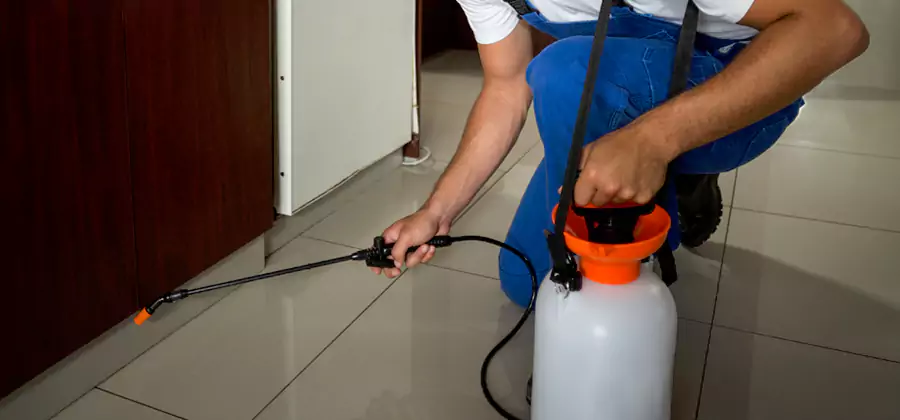 Palmetto Bug Exterminator in Alpharetta