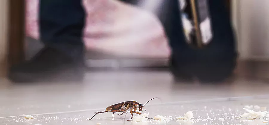 Roach House Treatment Alpharetta