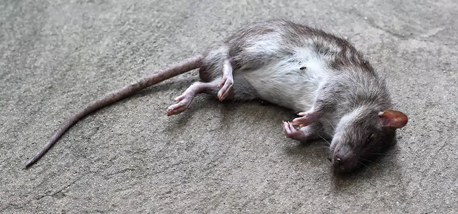 Dead Rat Disposal in Alpharetta