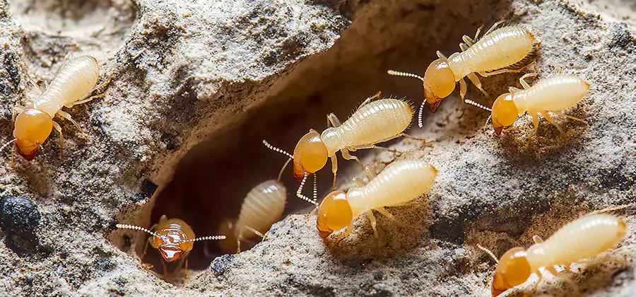 Termite Exterminator Services in Alpharetta