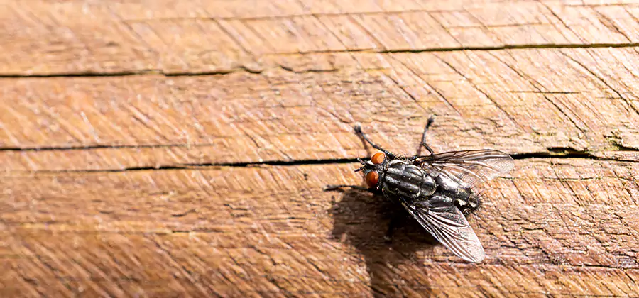 Flying Ant Barrier Treatment in Alpharetta