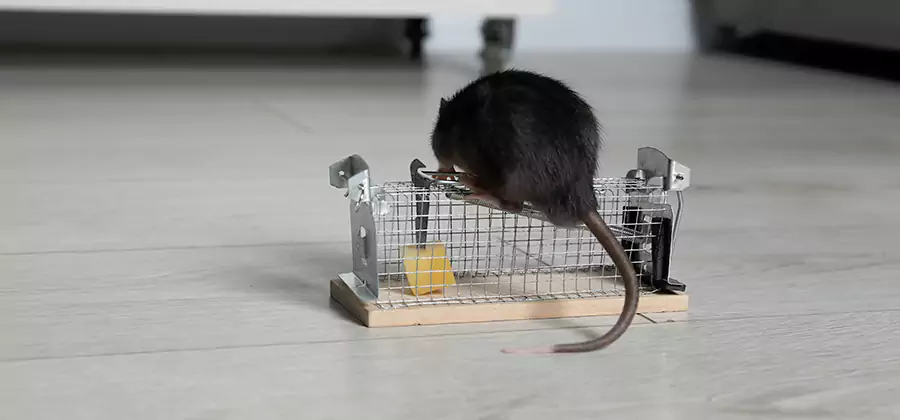 Mice in Attic Removal Alpharetta