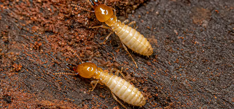 Structural Heat Termite Treatment in Alpharetta