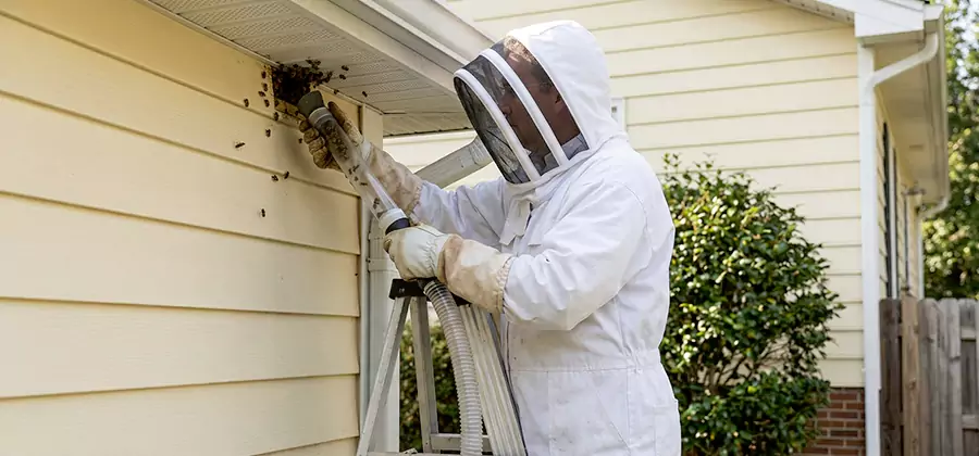 Wasp Nest in Wall Removal in Alpharetta