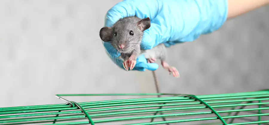Humane Rat Trapping in Alpharetta