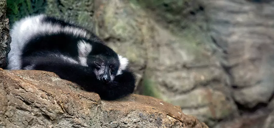 Humane Skunk Removal in Alpharetta
