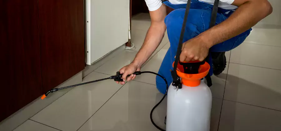 Indoor Insect Killer Solutions in Alpharetta