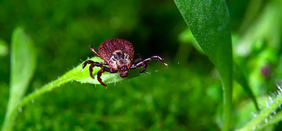 Tick Prevention for Yard in Alpharetta