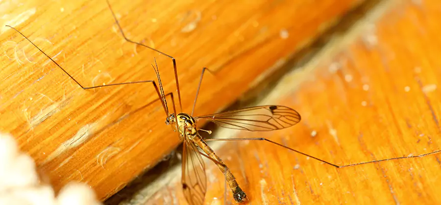 Exterior Mosquito Control in Alpharetta