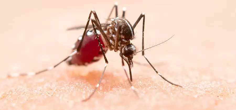 Indoor Mosquito Killer and Interior Control in Alpharetta