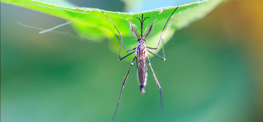 Pest and Mosquito Control for Yard and Patio in Alpharetta
