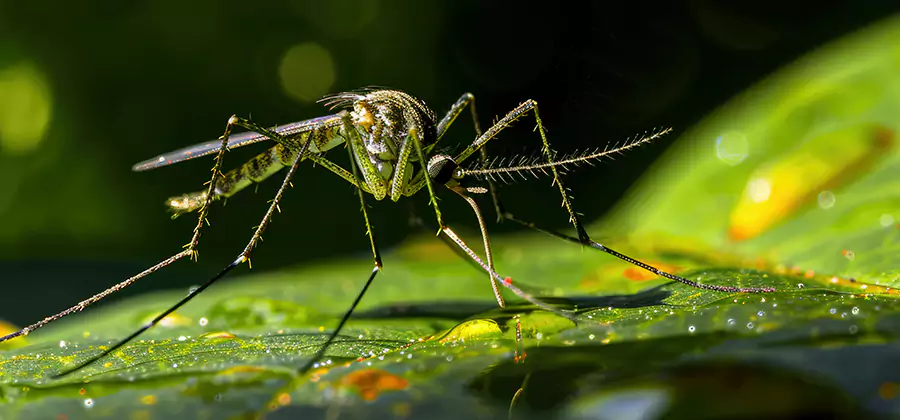 Tick and Mosquito Spray in Alpharetta