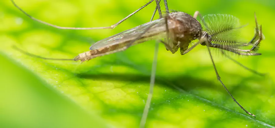Herbal Mosquito Repellent Treatment in Alpharetta