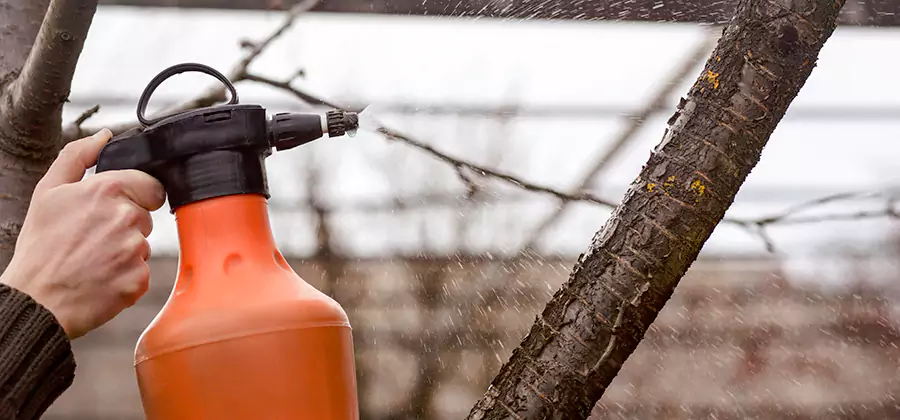 Orange Oil Structural Cavity Treatment in Alpharetta