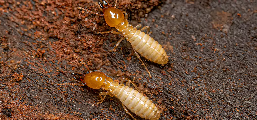 Natural Ant Hill Killer Treatment in Alpharetta