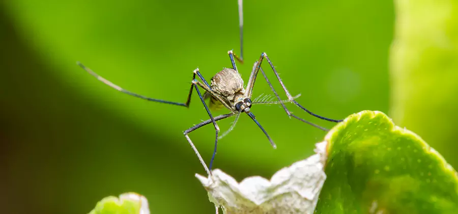 Natural Outdoor Mosquito Repellent in Alpharetta
