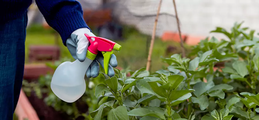 One Time Termite Control in Alpharetta