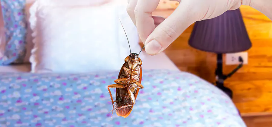 Bed Bug Inspection in Alpharetta