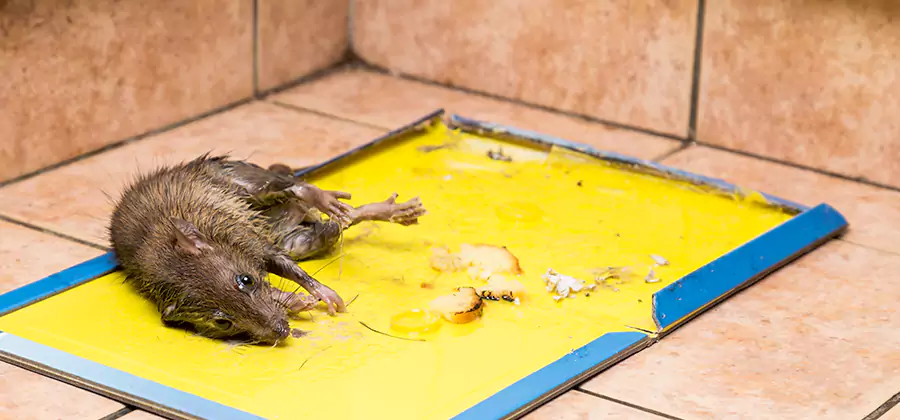 Rat Trapping Service In Alpharetta