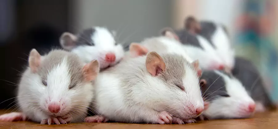 Rat Infestation Exclusion Service in Alpharetta