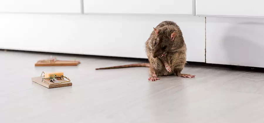 Rat Baiting Removal Service in Alpharetta